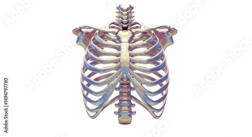 Isolated Ribcage Anatomy Body