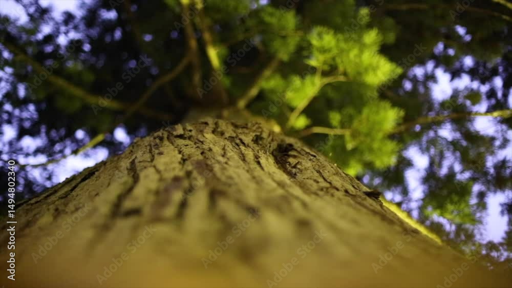 Séquoia japon forêt 