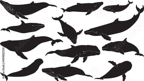 Black and White Whale Silhouette Vector Art - Marine Life and Underwater Nature Graphics for Ocean Animal Enthusiasts