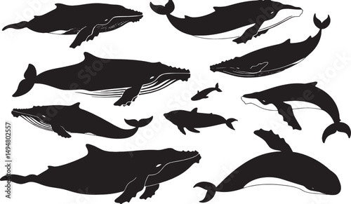 Monochrome Marine Life: Silhouette Art of Whales and Ocean Animals in Black and White