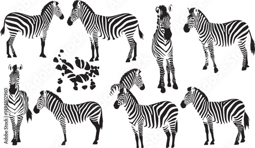 Zebra Wildlife Illustration: Black and White Striped Patterns of African Fauna in Vector Art for Creative Nature Prints and Exotic Wildlife Graphics