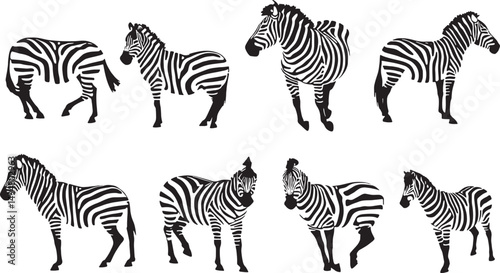 Vector Illustration of Stylized Zebras: Black and White Striped Animal Art in Wildlife Graphics and Safari Themes