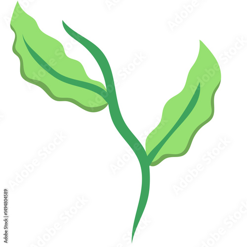 Green Tea Leaves