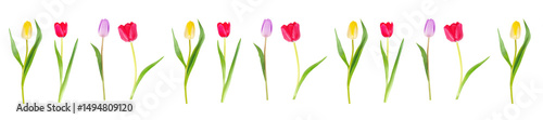 Panorama Pattern of Colorful Tulips on a White Background