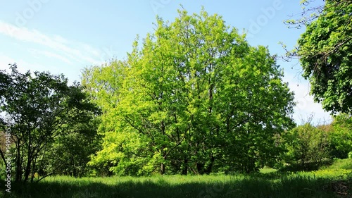 Beautiful nature background. Big green tree at park.