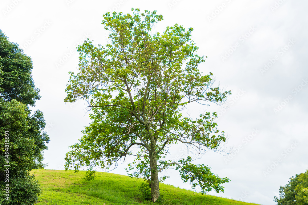 Fototapeta premium 緑の丘に佇む一本の木