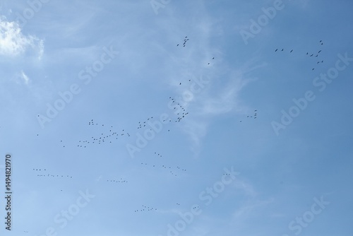 Fototapeta Naklejka Na Ścianę i Meble -  birds flying in the blue sky