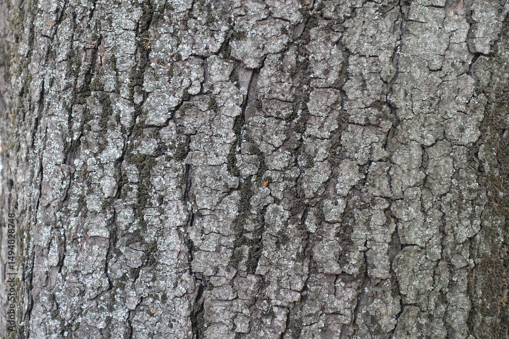 Naklejka premium Texture of dry grey bark of horse chestnut tree