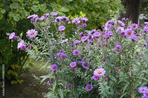 Cuadro en lienzo Plenitude of purple flowers of New England asters in October