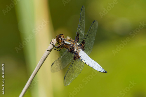 Libellula depressa | Broad-bodied chaser or broad-bodied darter. Dragonfly male with pruinose blue abdomen hunting on lookout on a reed stem above water photo