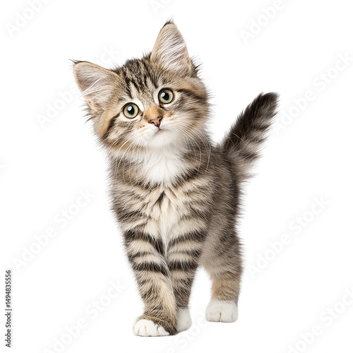 A cute brown tabby kitten curiously walks on a clean white background now.