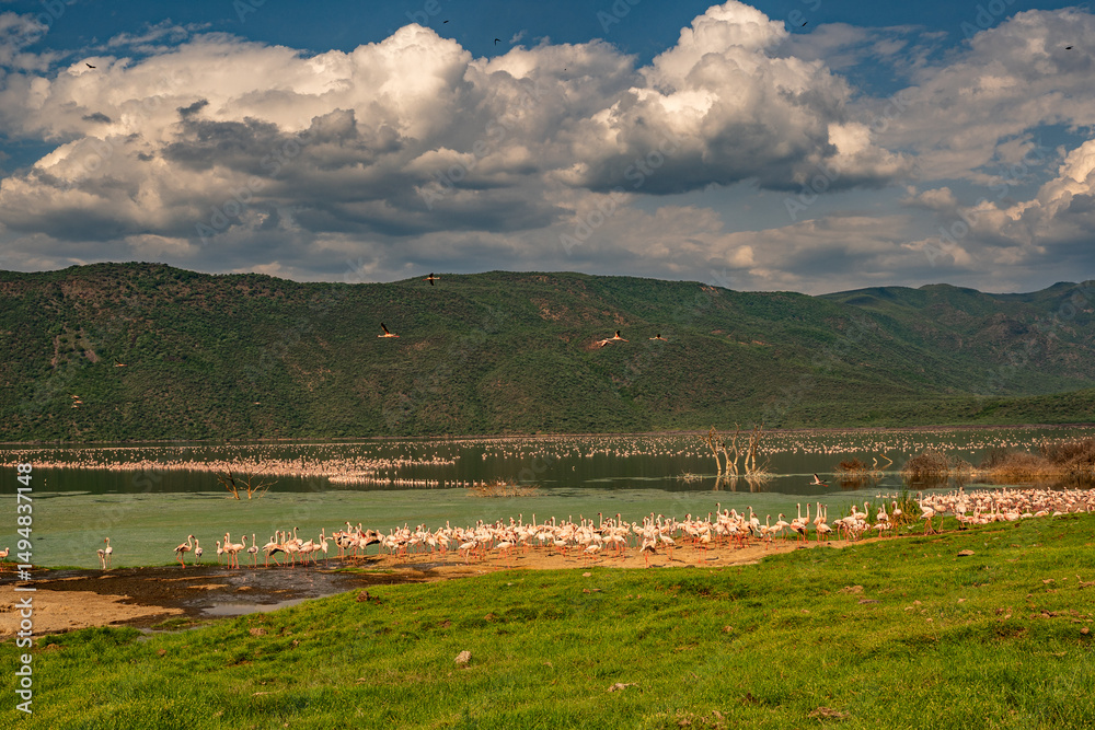 Naklejka premium beautiful sunset over Lake Baringo with pink flamingos in the foreground