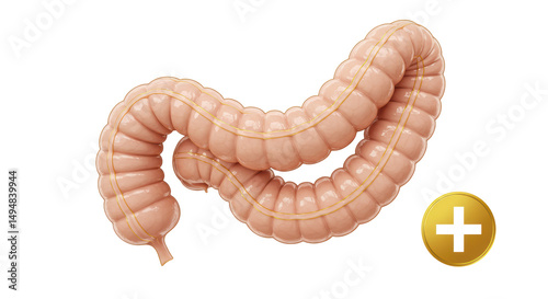 Isolated Human Colon Anatomy Medical Illustration