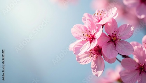 Delicate pink sakura blossoms, full bloom, soft petals , texture, flower