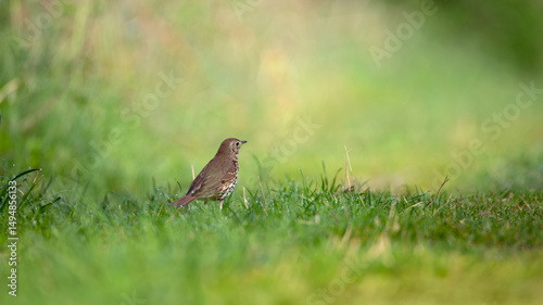 Thrush-mouse bird in Green Grass â€“ Wild Songbird in Natural Spring Habitat photo