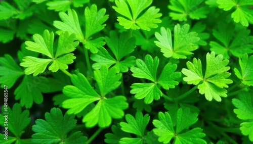 Close-up of parsley leaves forming a repeating motif, texture, visual, food