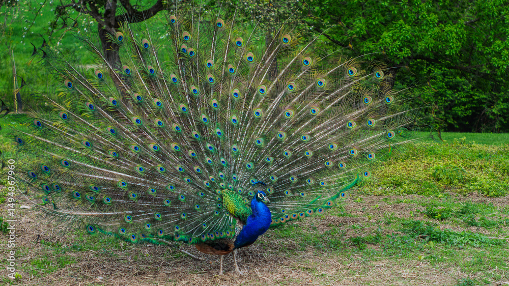 Obraz premium Majestic Peacock Displaying in Lush Greenery