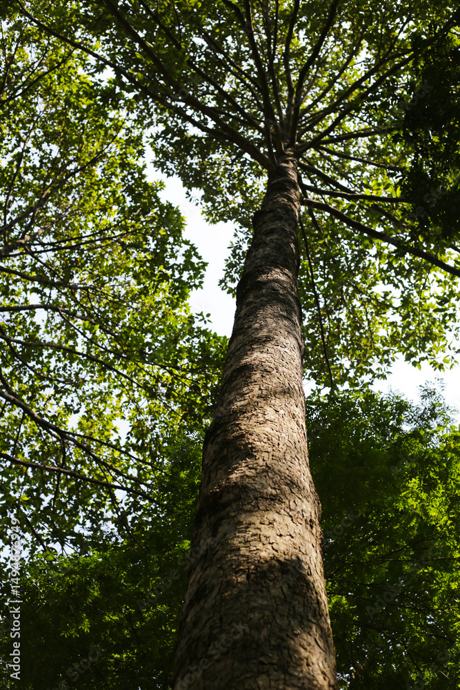 Fototapeta premium Looking up from down tree, Dipterocarpus tree, Big tree in Vietnam