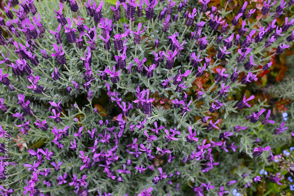 Naklejka premium Beautiful purple flowers of French Lavender