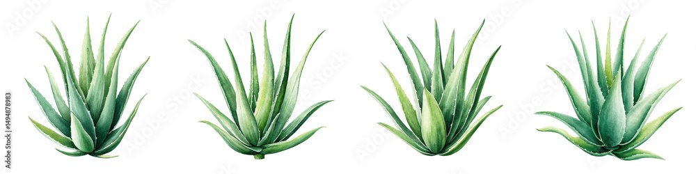 Fototapeta premium Vibrant aloe vera plants with thick fleshy green leaves growing in a natural outdoor environment