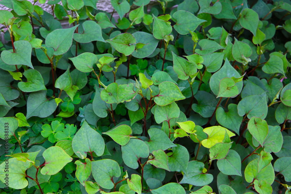 Houttuynia cordata plant, Houttuynia cordata Thunb. Houttuynia cordata plant, Houttuynia cordata Thunb.