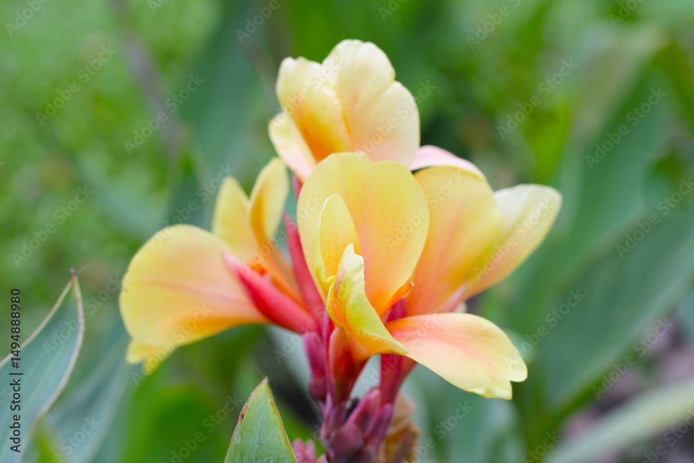 Fototapeta premium Blooming canna lily flower with green leaves