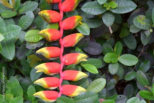 Photography Tropical Heliconia Rostrata Plant at Kuala Lumpur Birds Park, Malaysia