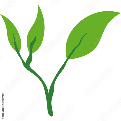 Green Tea Leaves
