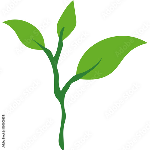 Green Tea Leaves
