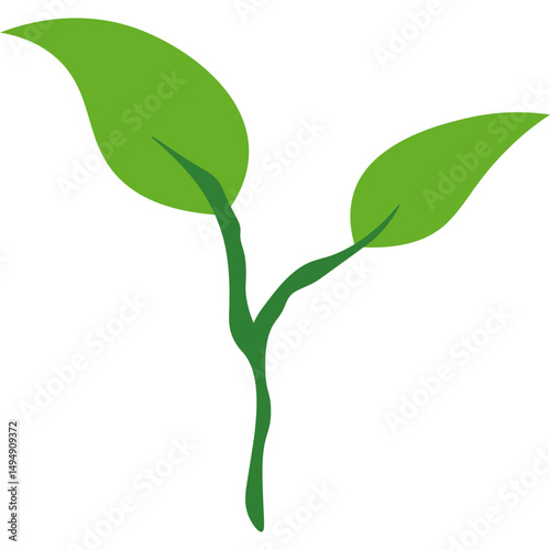 Green Tea Leaves
