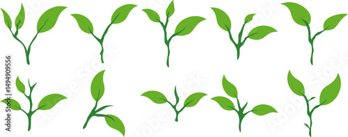 Green Tea Leaves

