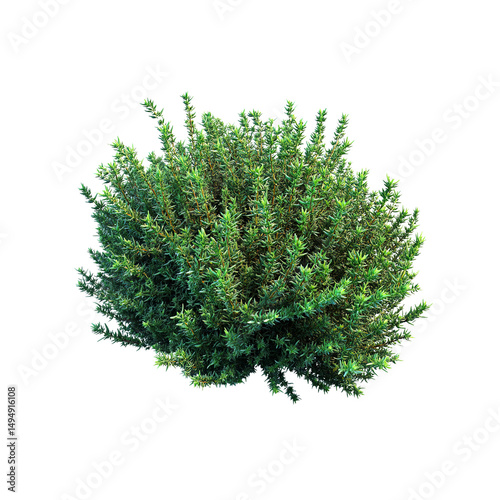 Lush Green Thyme Bush, Top View, Isolated on Black