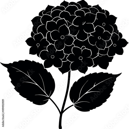 Hydrangea Silhouette: A striking monochrome depiction of a hydrangea flower, emphasizing its intricate petals and lush foliage, offering a timeless graphic resource.