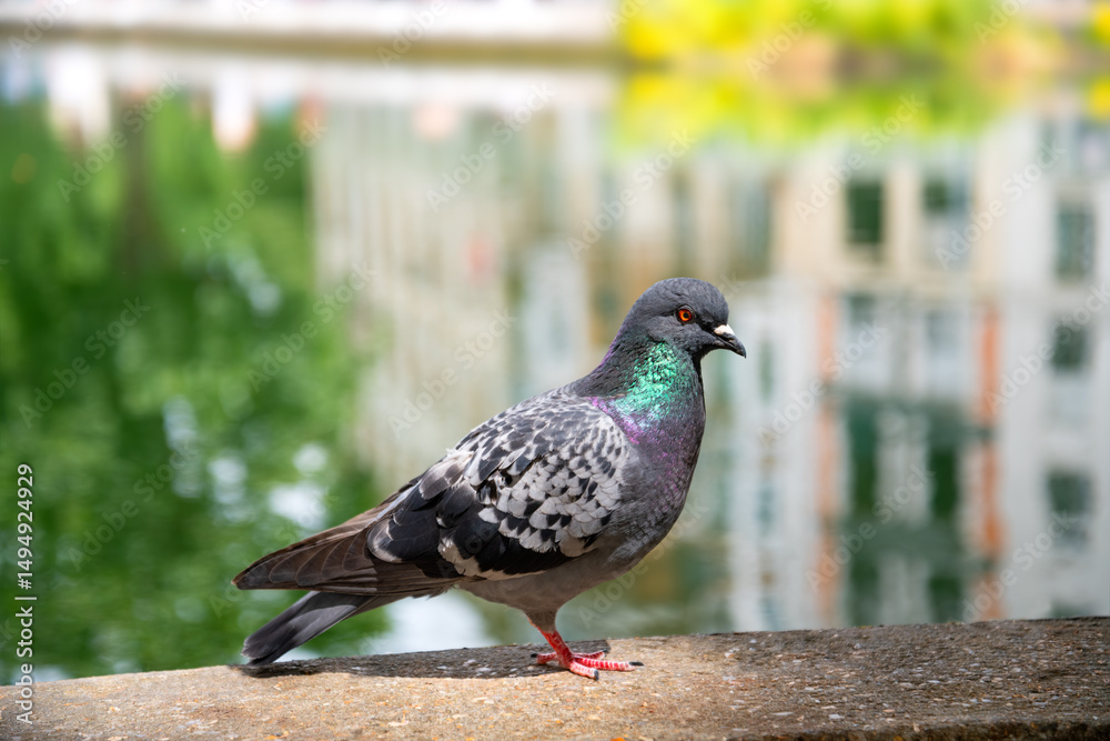 Obraz premium A pigeon (Columbidae) on the banks of the “Canal St. Martin” in the middle of Paris, where pigeons are part of the cityscape. Portrait shot of a wild bird with urban scenery blurred in the background.