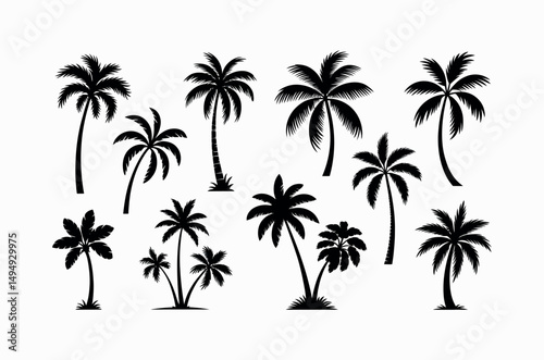 palm tree silhouette nature scene