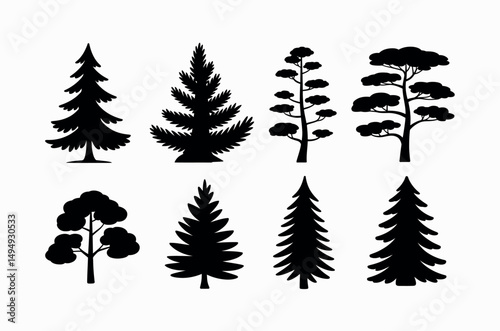 pine tree silhouette snow winter evergreen outdoor