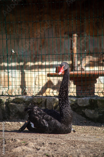 Black swan standing calmly inside a fenced animal sanctuary, showcasing its elegance in a safe and protected environment.