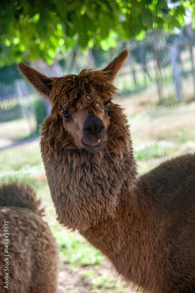 Fototapeta premium Portrait of a curious alpaca with soft brown wool, looking directly at the camera against a blurred natural background. Perfect for animal lovers and wildlife themes.
