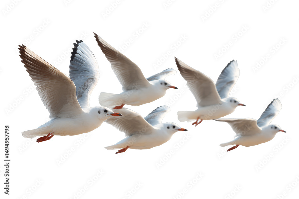 Obraz premium [Transparent Background PNG]Five Seagulls in Flight Against a White Background