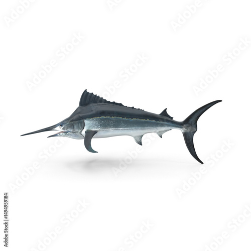 Black Marlin isolated on transparent background