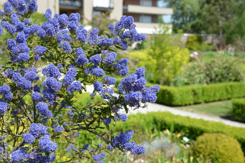 Fototapeta Naklejka Na Ścianę i Meble -  Ceanothus arboreus Concha_California Lilac close up in spring with blue flowers 