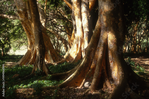 Figuier à pagnes, Ficus thonningii, Ficus, Parc national de Bogoria, Kenya