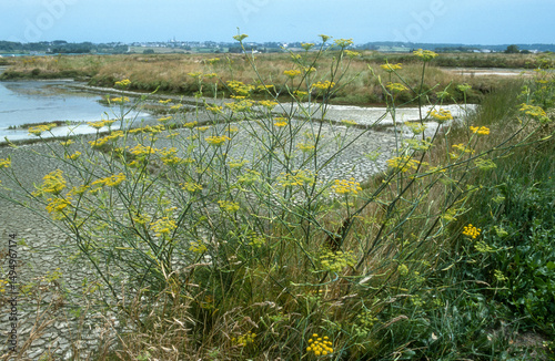 Foeniculum vulgare, Fenouil commun, Marais salants, Guerande, 44, Loire Atlantique, France