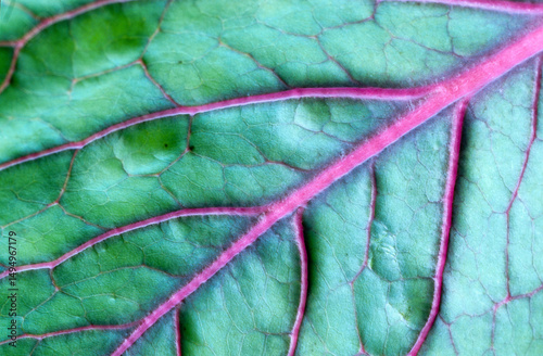 Fototapeta Naklejka Na Ścianę i Meble -  chou rouge, feuille, brassica oleracea
