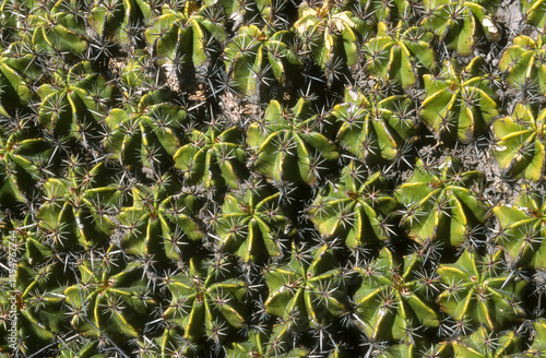 Ferocactus robustus, Cactus tonneau, Mexique photo