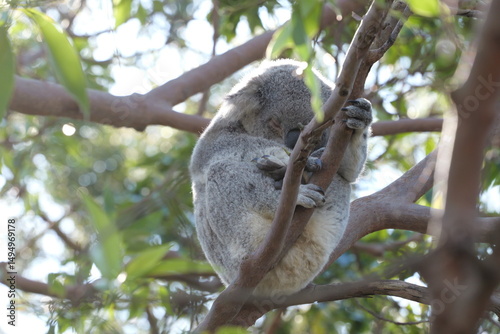 Photography koala in tree
