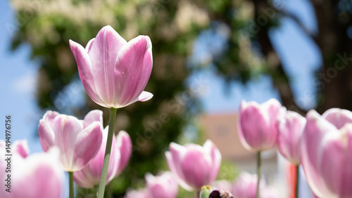 Pink tulip flower - Panoramic landscape of blooming tulips field illuminated in spring by the sun