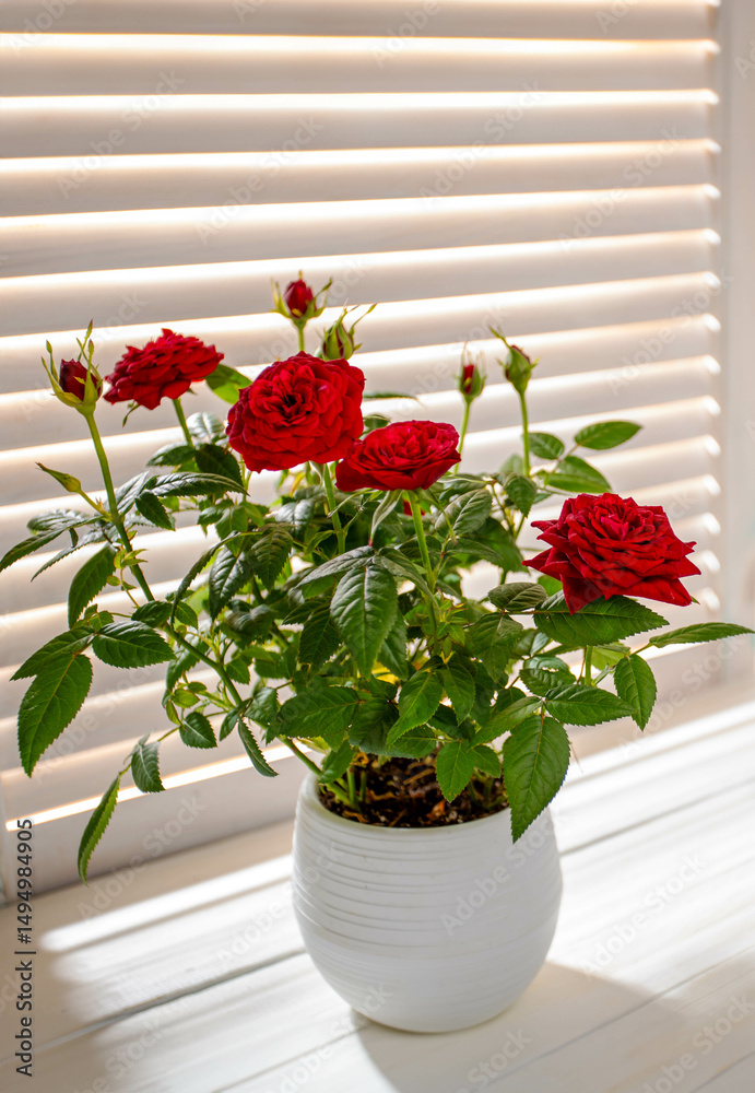 Fototapeta premium Vibrant red roses in a white pot beside a sunlit window with soft blinds creating a warm atmosphere