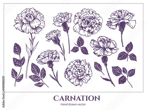 Carnation, flowers, vector illustration set, hand drawn sketch