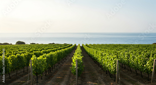 Vineyard Landscape Overlooking Calm Ocean at Sunset in Summer